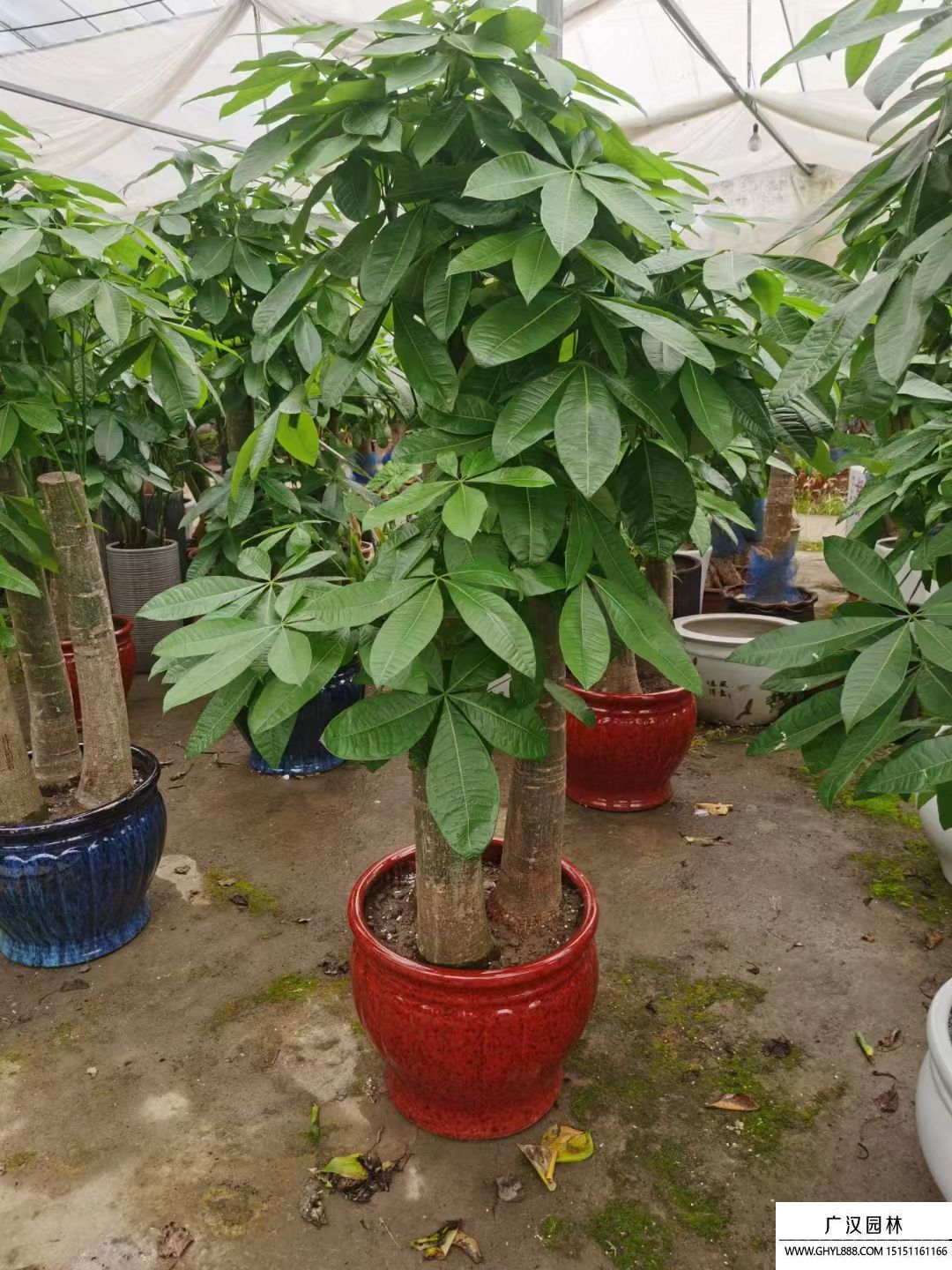 發(fā)財(cái)樹 發(fā)財(cái)樹