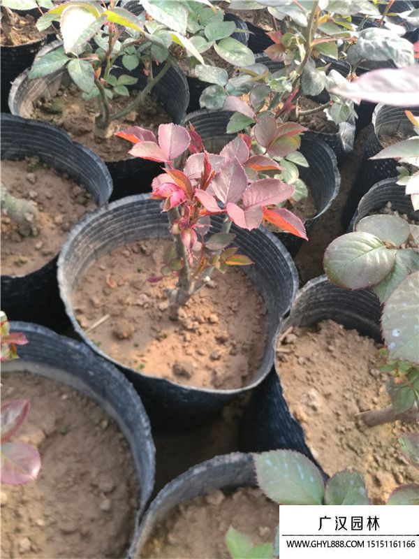 月季。。 (10).jpg