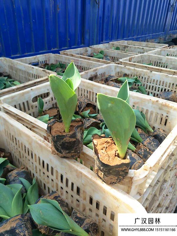 郁金香2.jpg 郁金香2.jpg