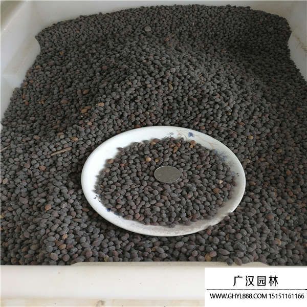 紫茉莉種子 紫茉莉種子