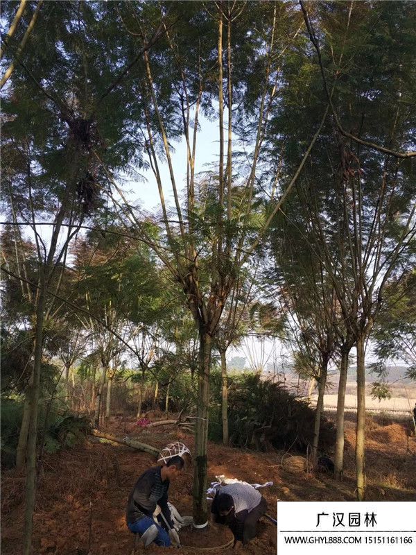 藍(lán)花楹樹 (1).jpg 藍(lán)花楹樹 (1).jpg