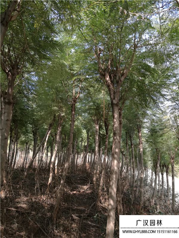 藍(lán)花楹 (4).jpg