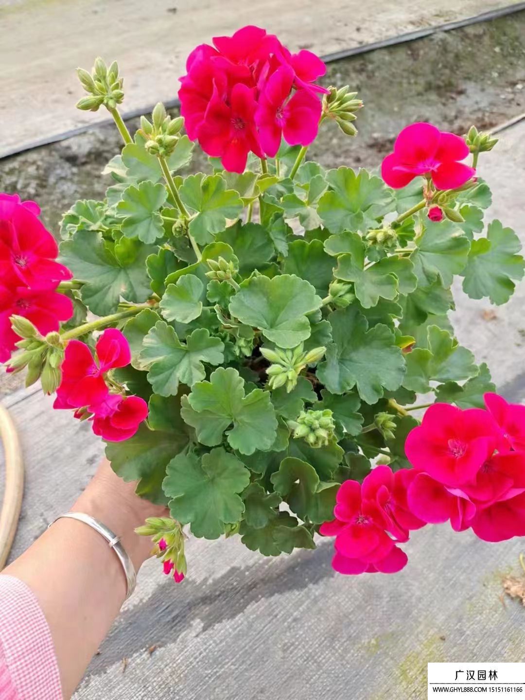 天竺葵 (1).jpg 天竺葵 (1).jpg