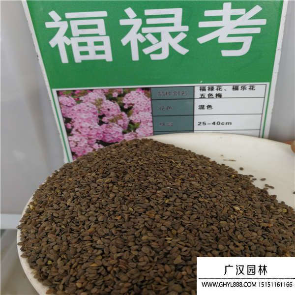 福祿考種子 (1).jpg 福祿考種子 (1).jpg