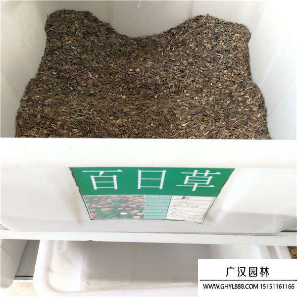 百日草 百日草