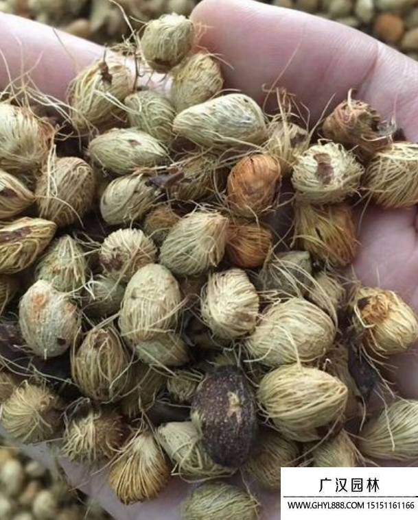 鳳尾竹種子 鳳尾竹種子