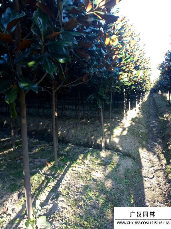 廣玉蘭產地 (1).jpg