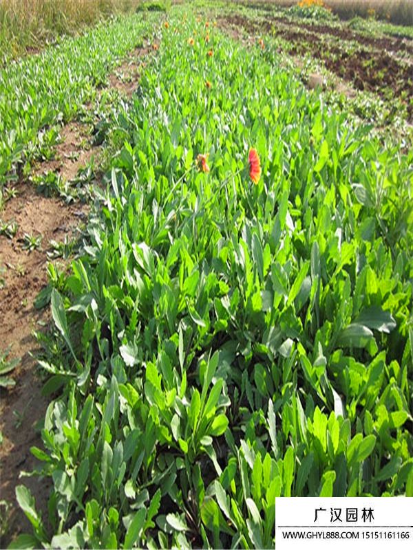 無(wú)人菊 無(wú)人菊