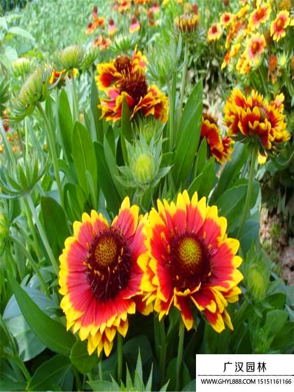 無(wú)人菊 無(wú)人菊