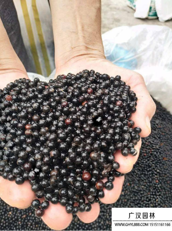 檫樹(shù)種子 檫樹(shù)種子