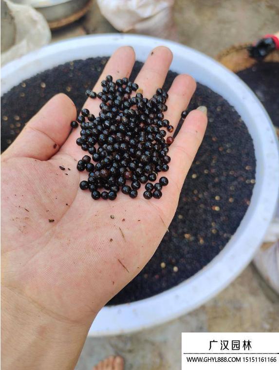 檫樹(shù)種子 檫樹(shù)種子