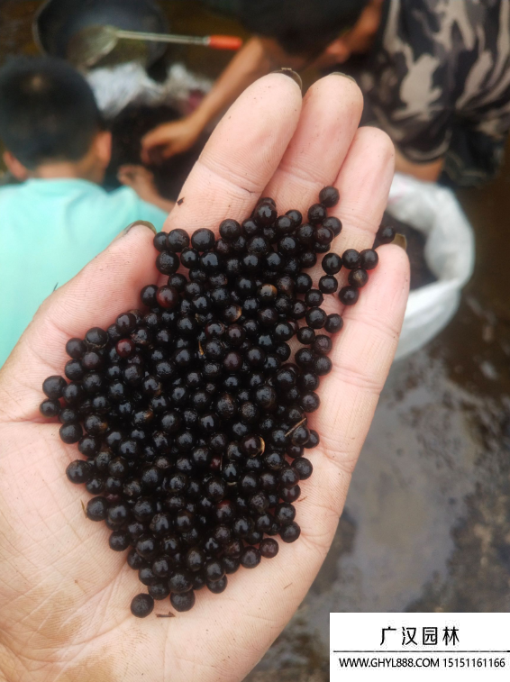 檫樹(shù)種子 檫樹(shù)種子