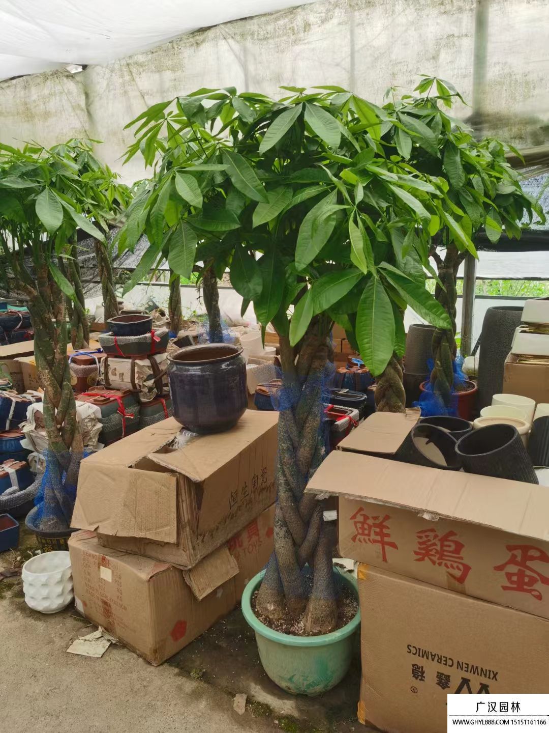 發(fā)財樹 發(fā)財樹