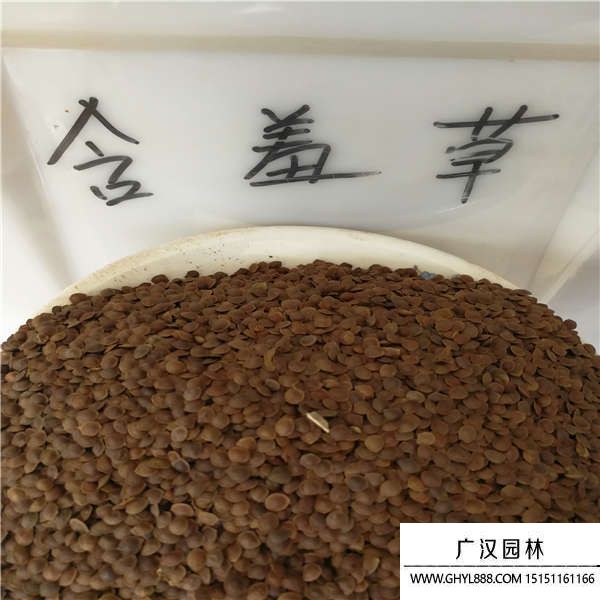 含羞草種子 含羞草種子