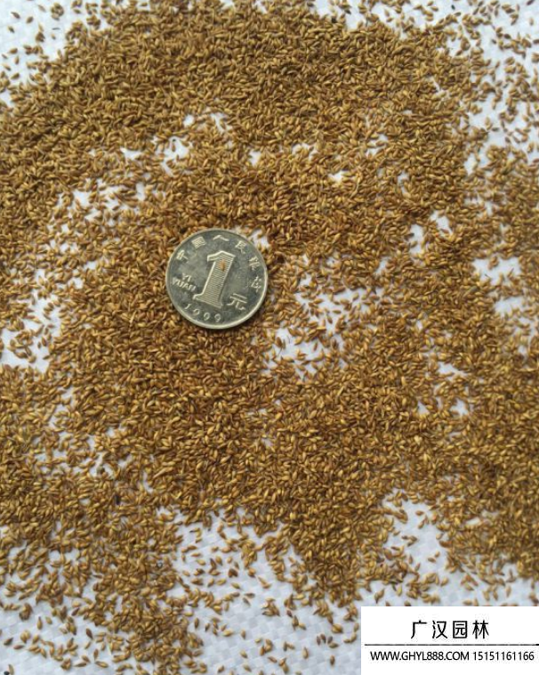 結(jié)縷草種子