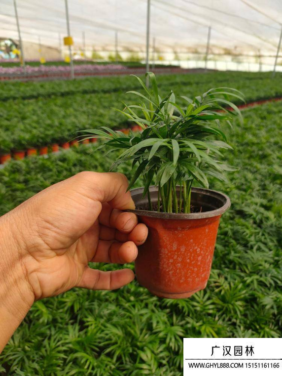 袖珍椰子 袖珍椰子