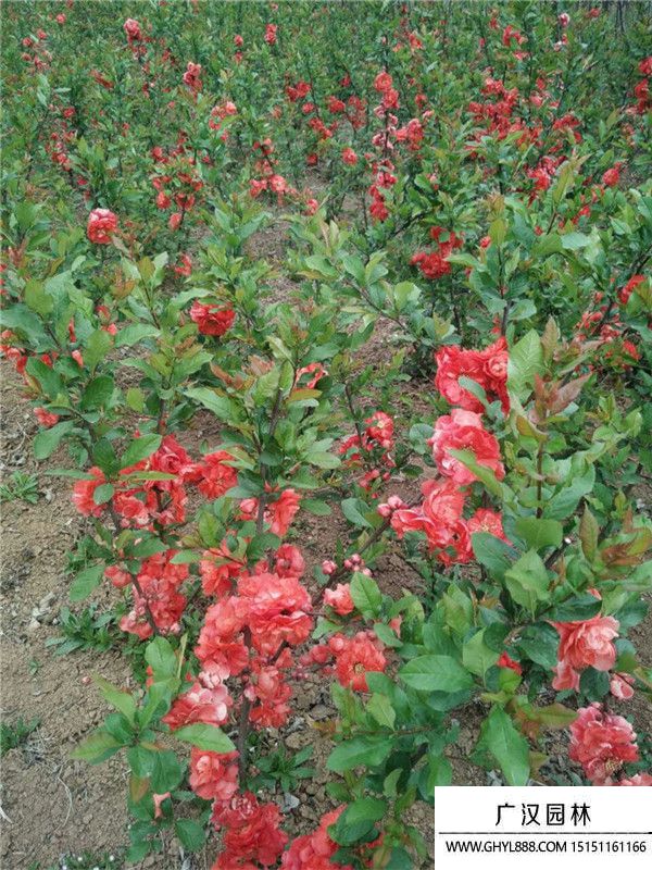 貼梗海棠 貼梗海棠