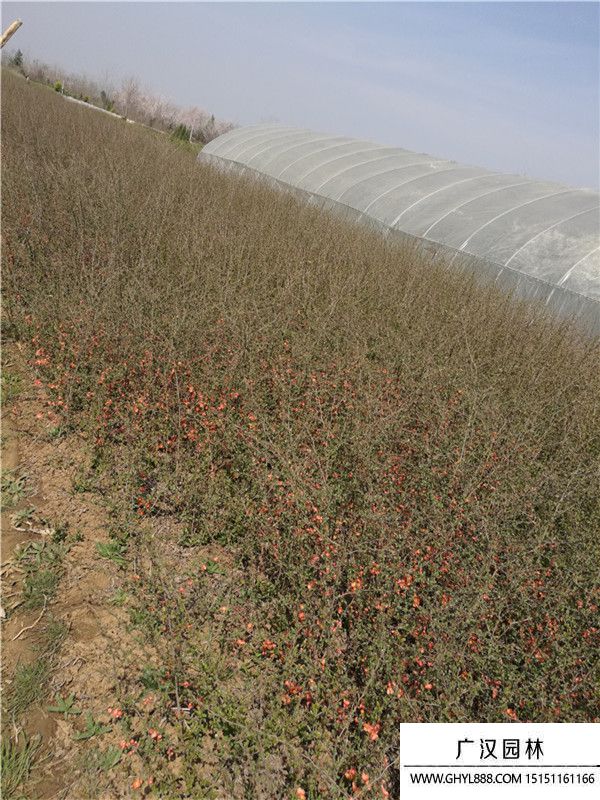 貼梗海棠 貼梗海棠