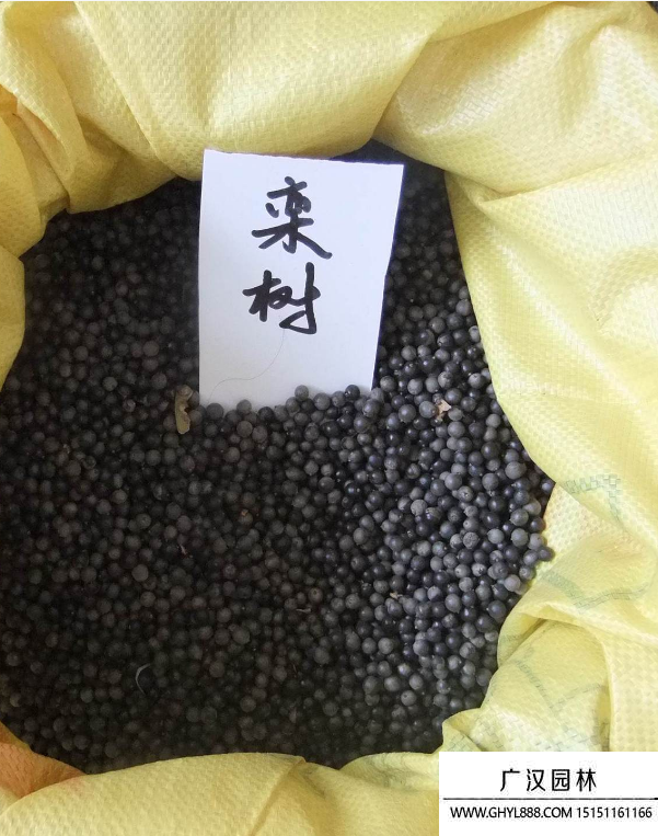 欒樹種子 欒樹種子