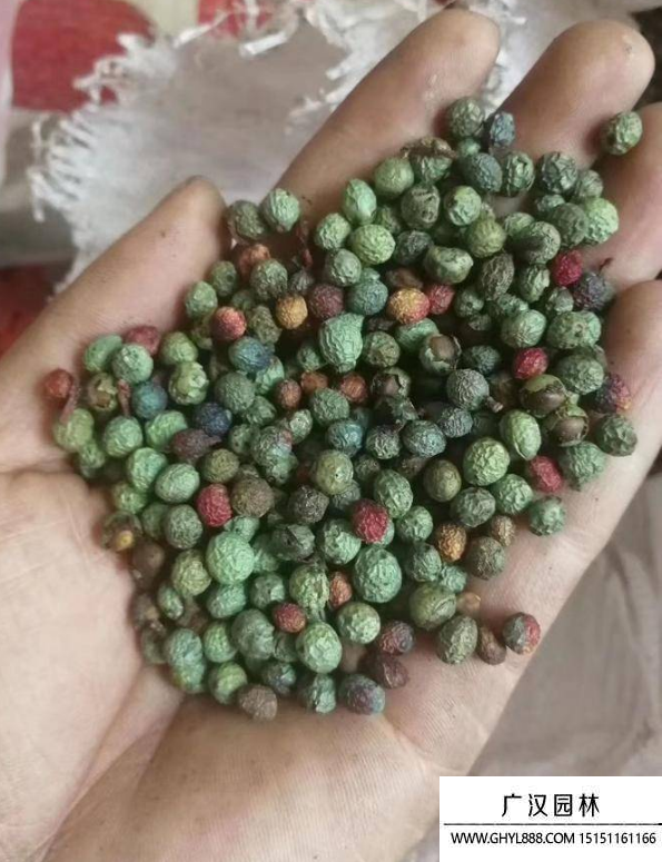 黃連木種子 黃連木種子