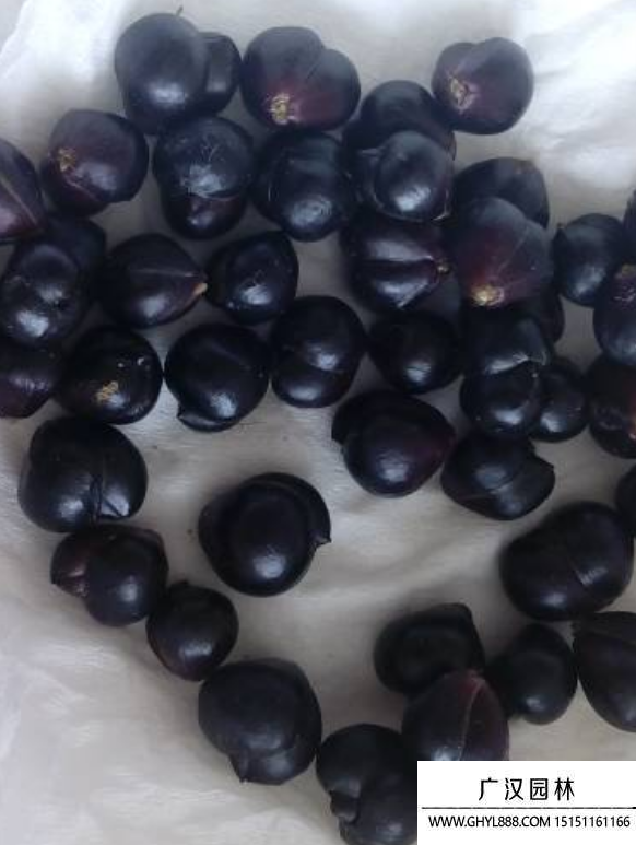 百合花種子 百合花種子