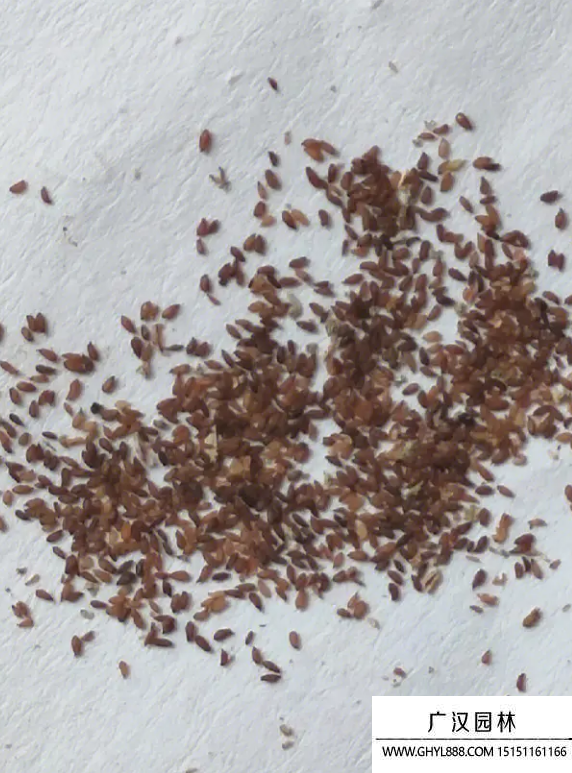 多肉種子 多肉種子