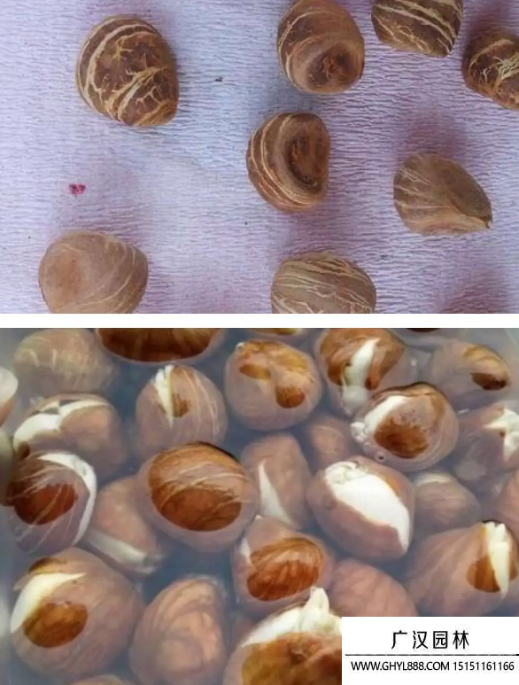 發(fā)財(cái)樹種子 發(fā)財(cái)樹種子