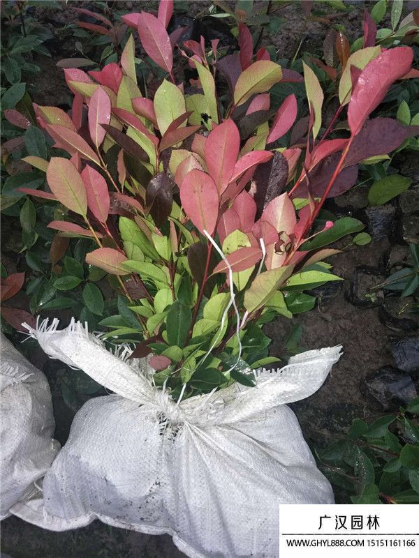 紅葉石楠苗 紅葉石楠苗