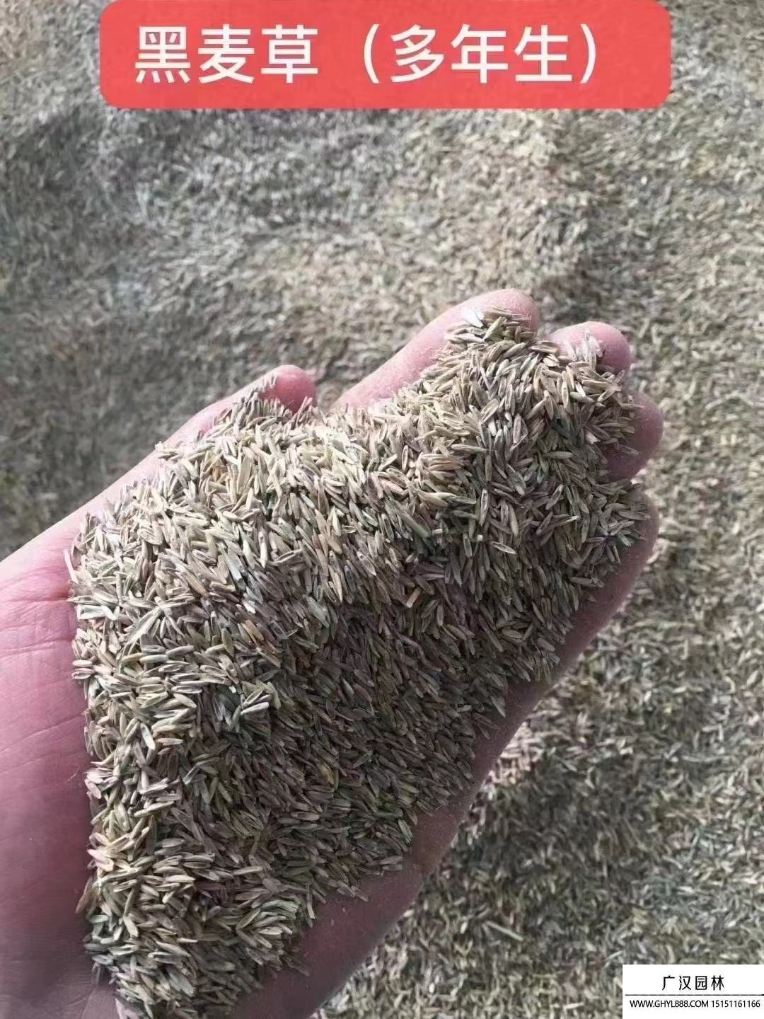 黑麥草種子(多年生 黑麥草種子(多年生
