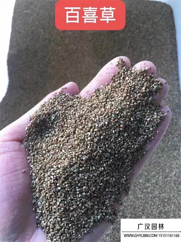 百喜草種子 百喜草種子