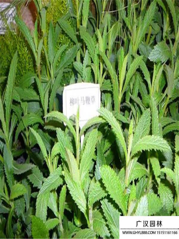 柳葉馬鞭草
