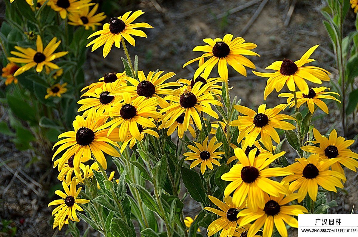 黑心菊?qǐng)D片