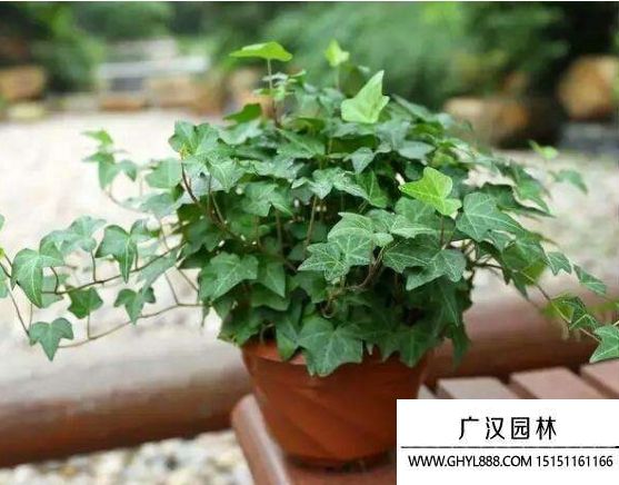 壓條繁殖常春藤需要注意哪些事項(xiàng)？