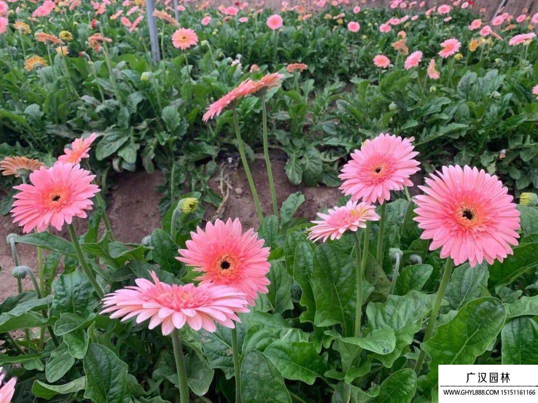 扶郎花圖片 扶郎花圖片