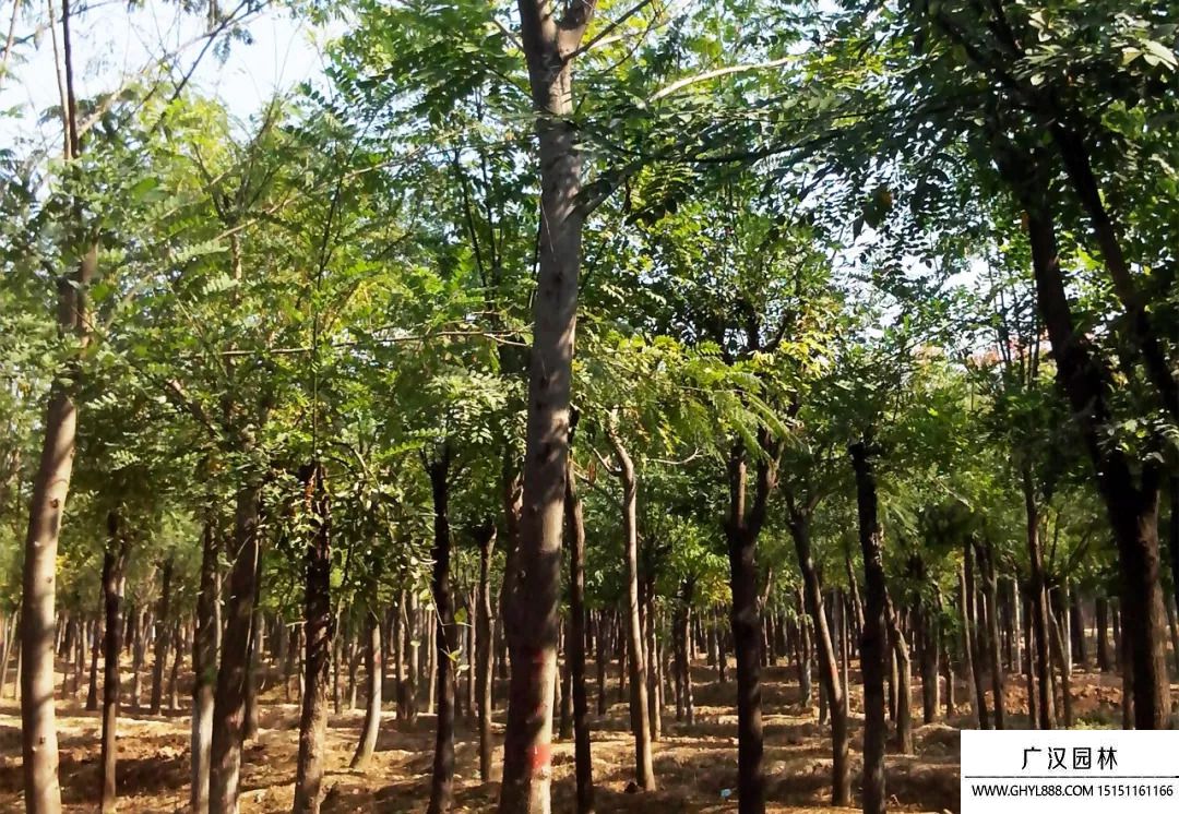 金絲柳圖片 金絲柳圖片