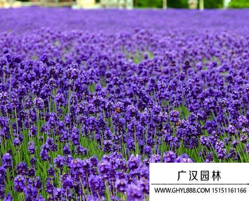 紫花苜蓿 紫花苜蓿