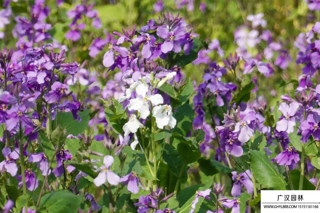 二月蘭圖片 二月蘭圖片