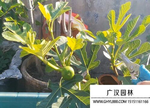 無花果圖片 無花果圖片