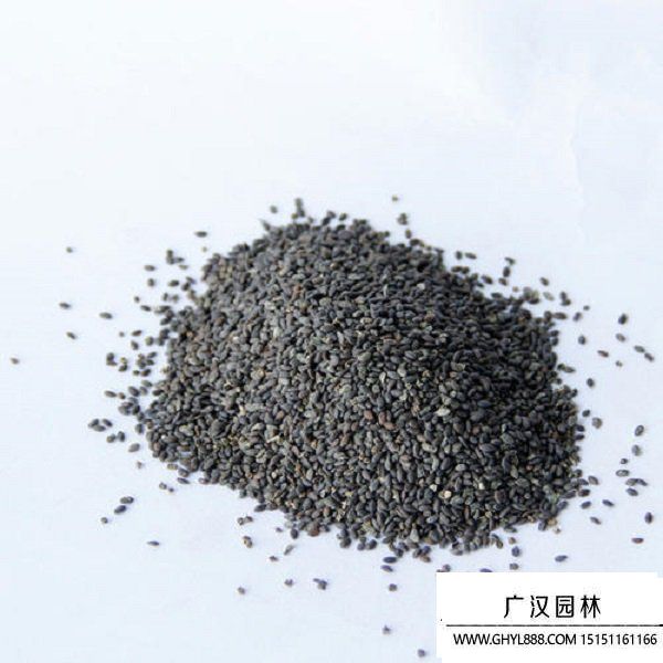 鼠尾草種子 鼠尾草種子