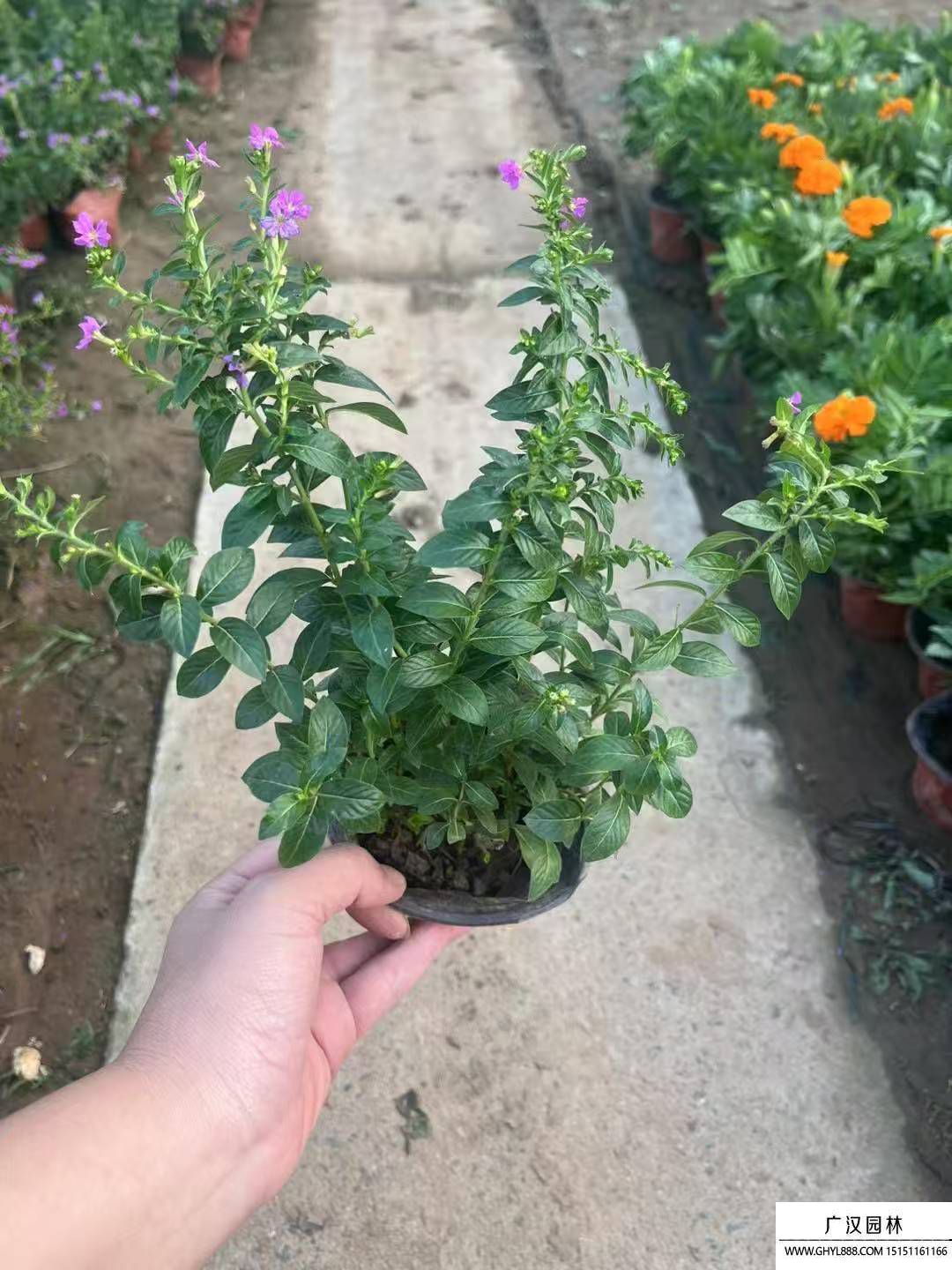 滿(mǎn)天星 滿(mǎn)天星