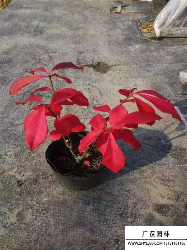 火焰衛(wèi)矛球