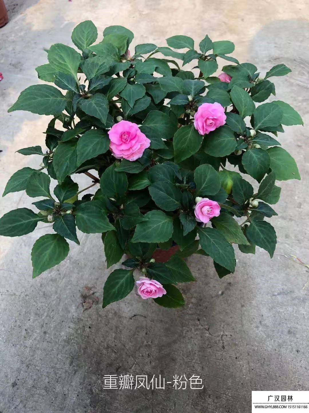 茶花鳳仙 茶花鳳仙