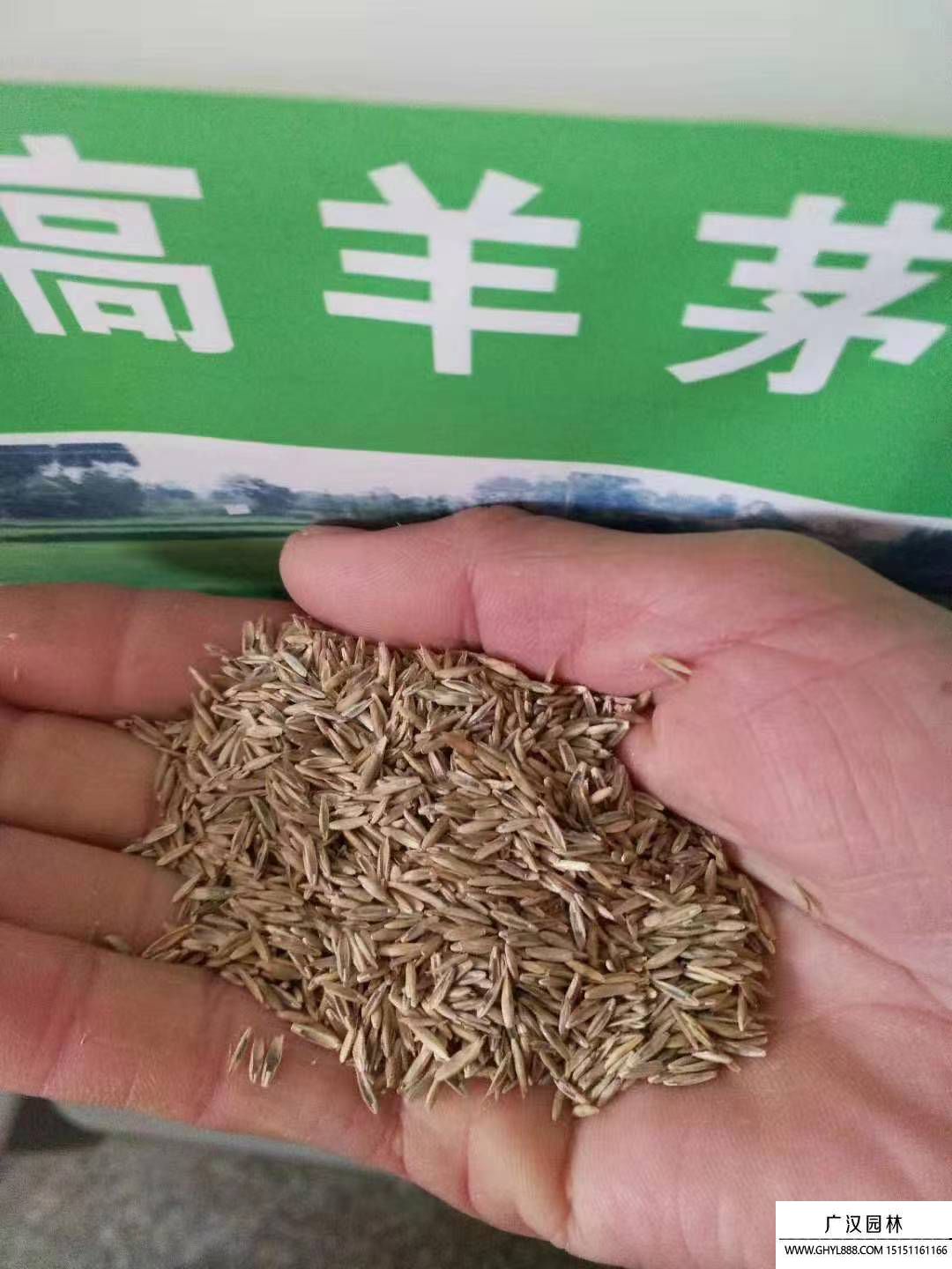 高羊茅 高羊茅