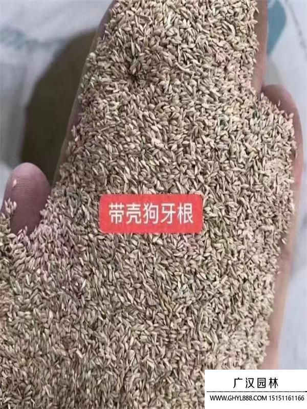 狗牙根 狗牙根